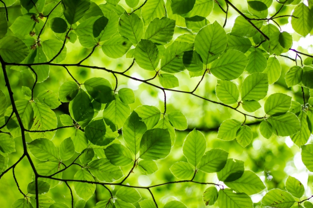 Sunlight shining through leaves